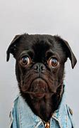 Image result for Nervous Dog Face