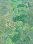 Image result for Congo River Basin
