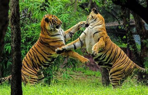 File:Bengal tiger fight.jpg - Wikimedia Commons