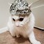 Image result for Tin Foil Hat for Cats