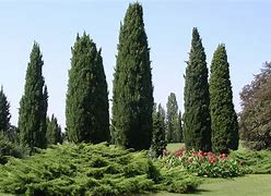 Image result for Cypress Tree