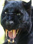 Image result for Black Panther Leopard