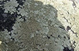 Image result for Basement Mold Removal Products