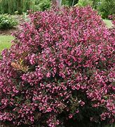 Image result for Proven Winners - Weigela Florida Wine & Roses (Weigela) Shrub, Pink Flowers, 2 - Size Container