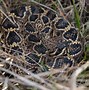 Image result for What Color Is a Rattlesnake