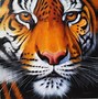Image result for Colorful Tiger