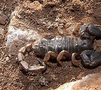 Image result for Black Rock Scorpion
