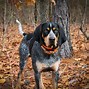 Image result for Bluetick Treeing Walker Coonhound