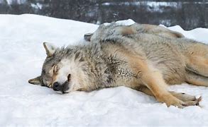 Image result for Sleeping Wolf