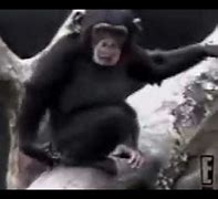 Image result for Monkey Smells Finger