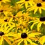 Image result for Long Blooming Part Sun Perennials