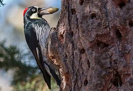 Image result for Acorn Woodpecker Call