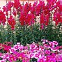 Image result for Dianthus Cherry Queen