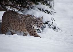 Image result for bobcat in snow