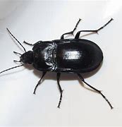 Image result for Beetle Bug