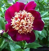 Image result for Japan Peony