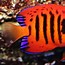 Image result for Saltwater Fish Animal