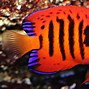 Image result for Most Beautiful Saltwater Fish