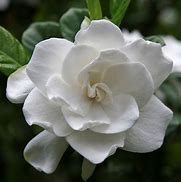 Image result for Dwarf Radicans Gardenia 1 Container