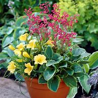 Image result for Perennial Patio Container Collection Set Of 3 Roots