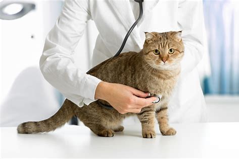 猫 医療 に対する画像結果