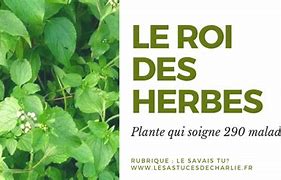 Image result for Le Roi Des Herbes