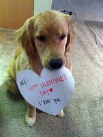 Image result for Funny Dog Valentine's Day