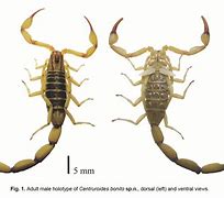 Image result for Scorpion Mexico