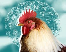 Image result for Bird Flu Clip Art