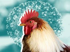 Image result for bird flu nebraska