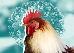 Image result for States with Bird Flu