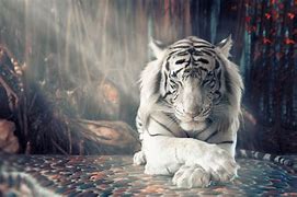Image result for White Tiger Desktop