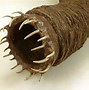 Image result for Worm Toy