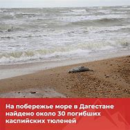Image result for Caspian Sea