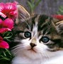Image result for Cutest Kitty