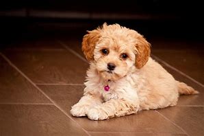 Image result for Maltipoo Mix Puppies