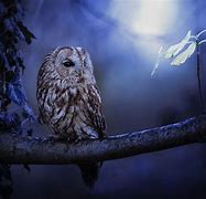 Image result for Owl Wallpapers for Kindle Fire
