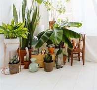 Image result for Plante Tropicales Interieur