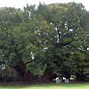Image result for World's Oldest Living Tree