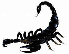 Image result for Small Scorpion