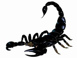 Image result for Scorpion Tail Logo