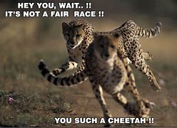 Image result for Funny Cheetah Jokes