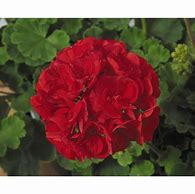 Image result for Red Geranium Bush