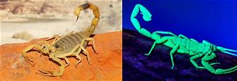 Image result for Largest Scorpion Species