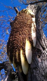 Image result for Natural Bee Hive