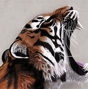 Image result for Cool Tiger Drawings
