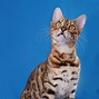 Image result for Bengal Cat Traits
