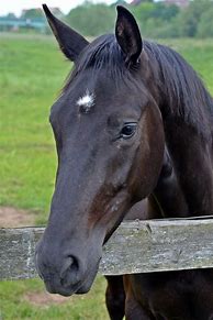 Image result for Beautiful Horse Head Shots
