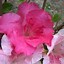 Image result for 8 Pack (Conversation Piece Azalea, 3 Gal- Blooms 2 Times A Year