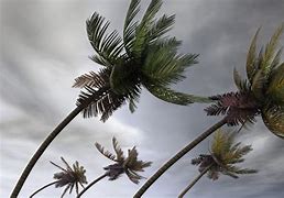 Image result for Hurricane Trees
